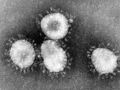 Coronaviruses 004 lores